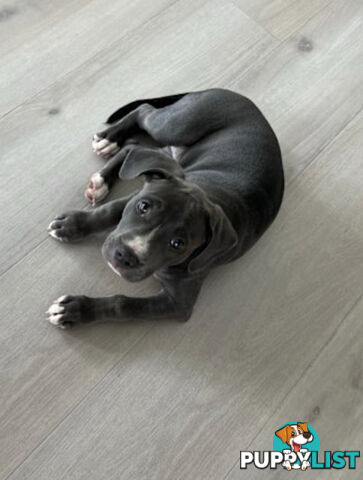American Staffy 4 Months Pup