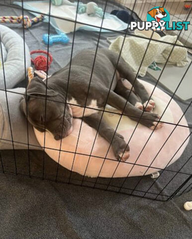 American Staffy 4 Months Pup