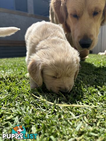 Golden Retriever Puppies