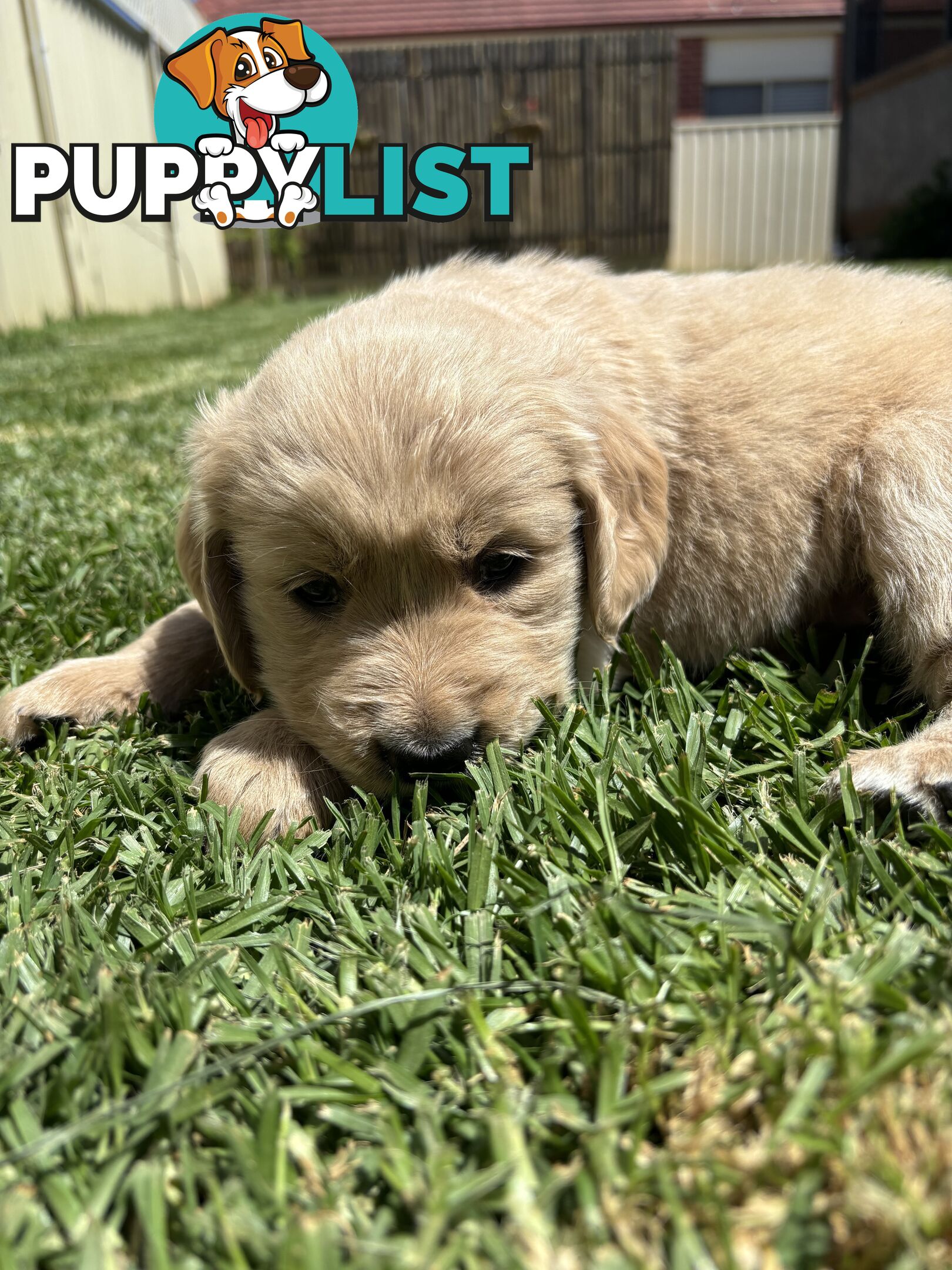 Golden Retriever Puppies