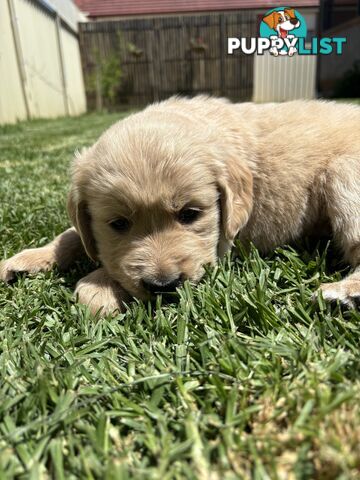 Golden Retriever Puppies