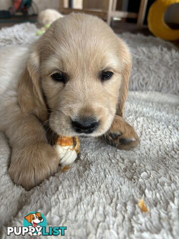 Golden Retriever Puppies