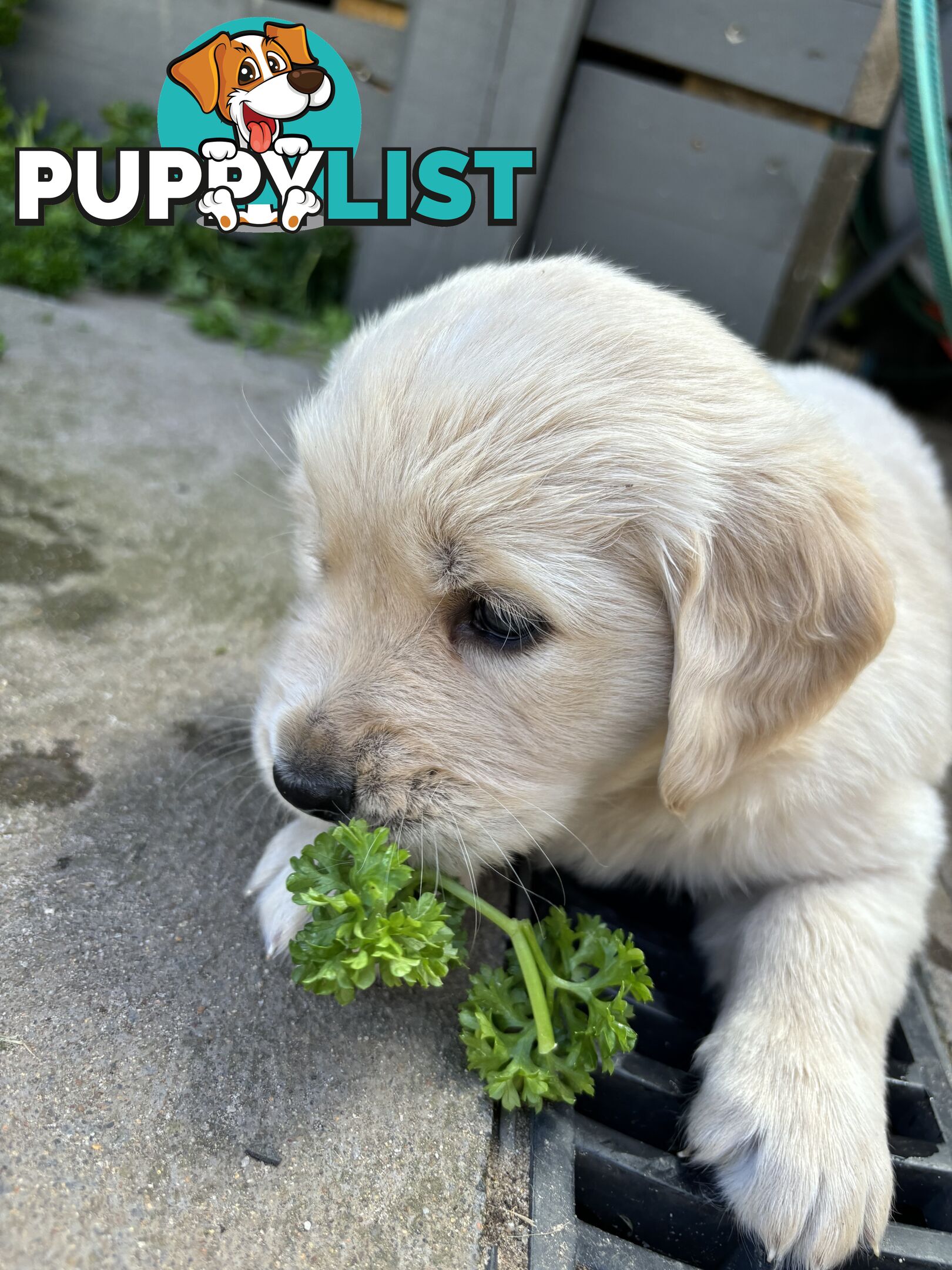 Golden Retriever Puppies