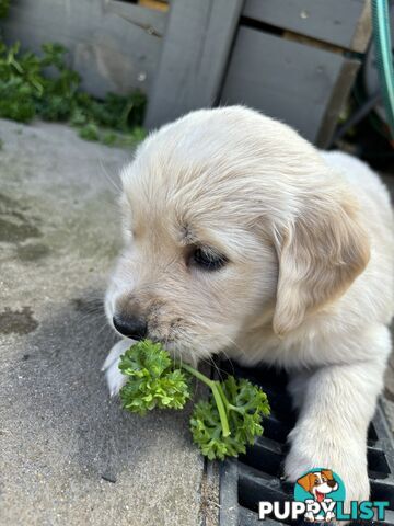 Golden Retriever Puppies