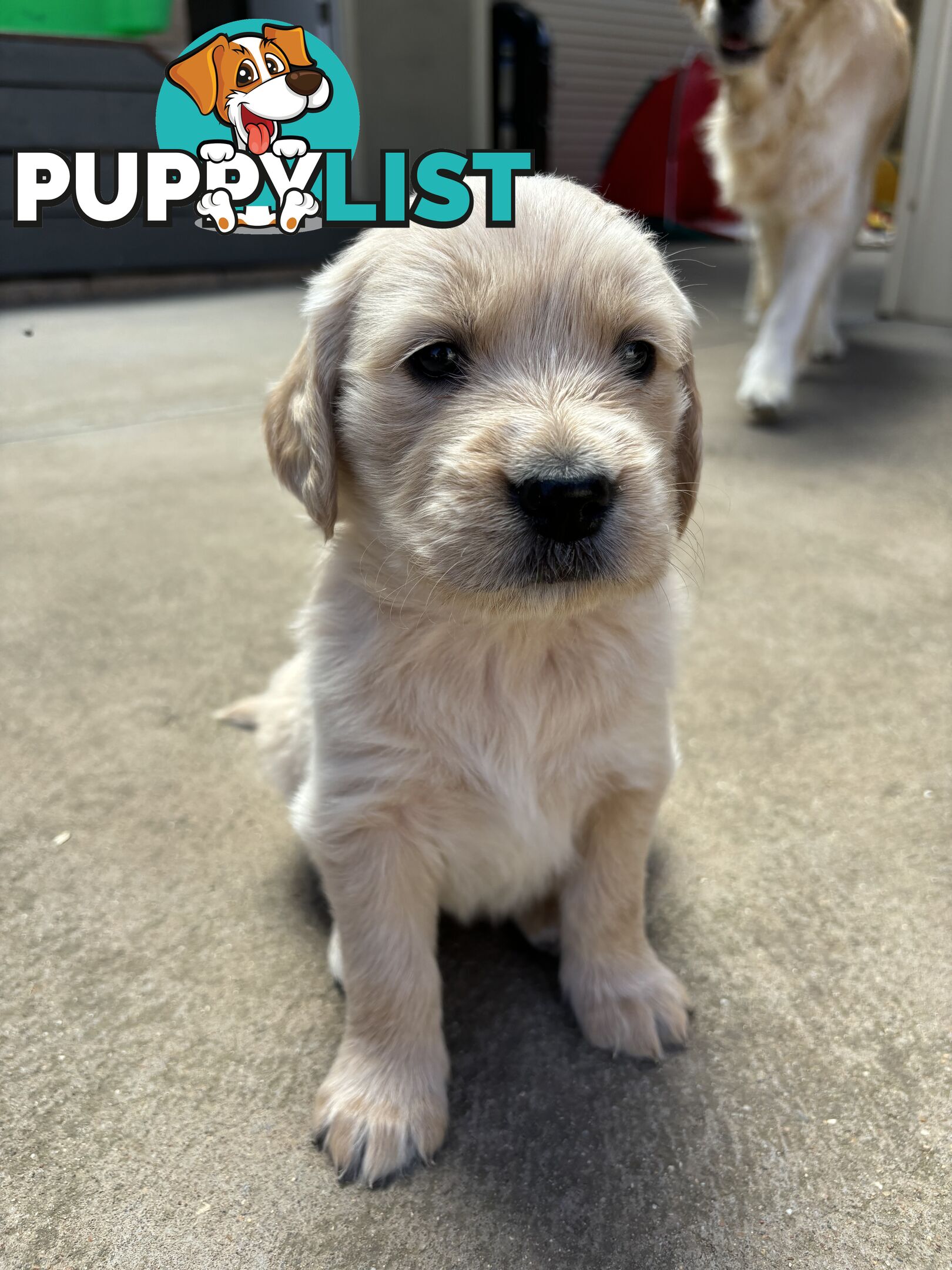 Golden Retriever Puppies