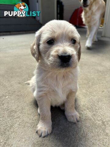 Golden Retriever Puppies