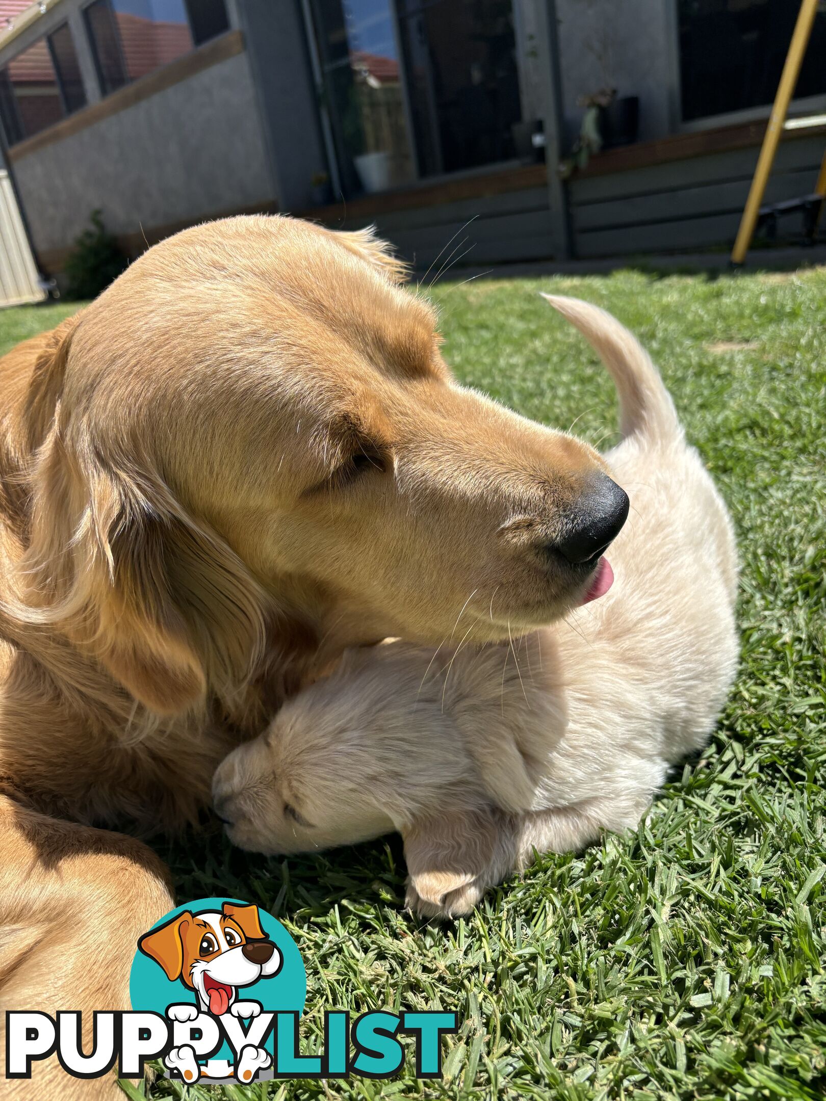 Golden Retriever Puppies