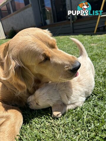 Golden Retriever Puppies