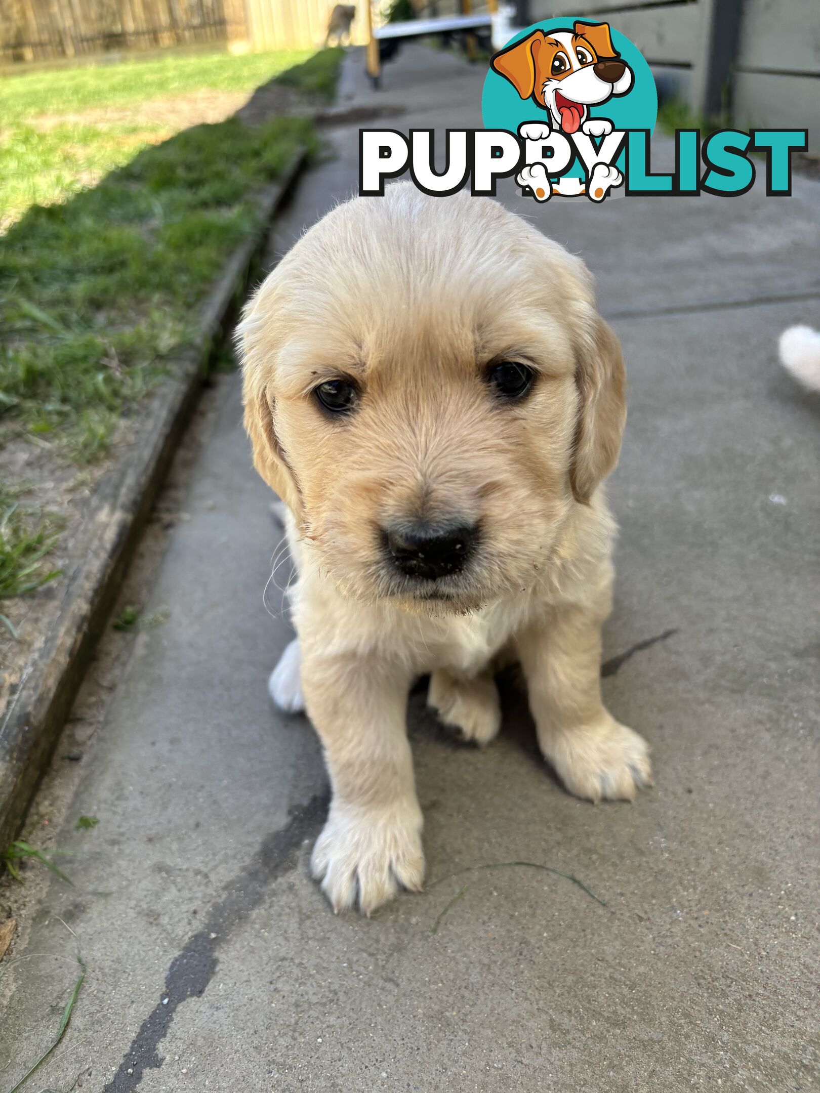 Golden Retriever Puppies