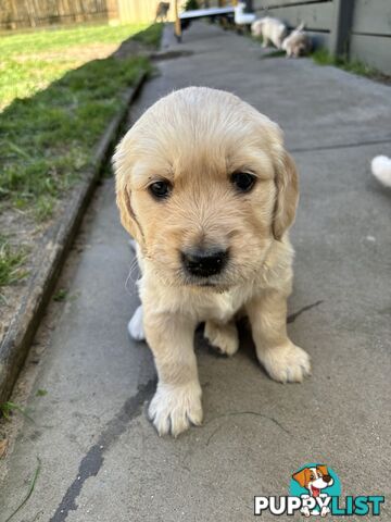 Golden Retriever Puppies