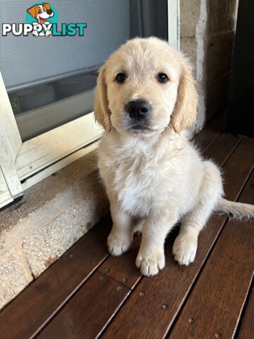 Golden Retriever Puppies