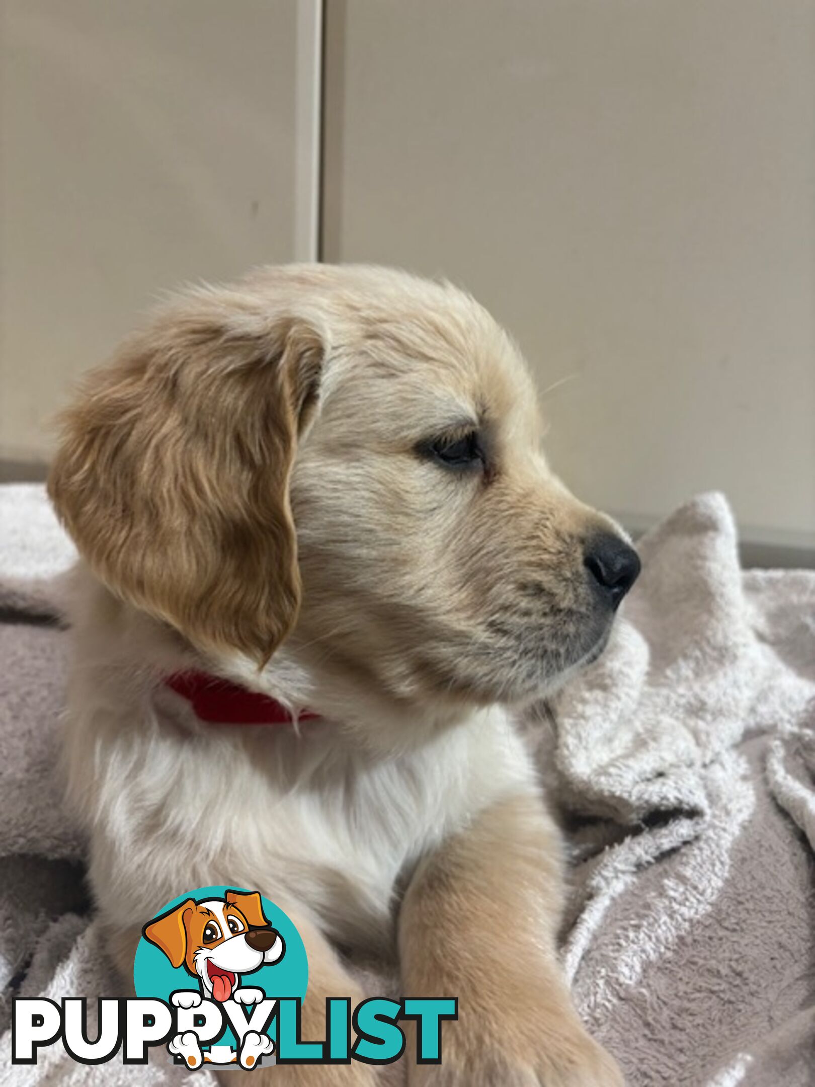 Golden Retriever Puppies