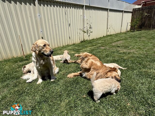 Golden Retriever Puppies