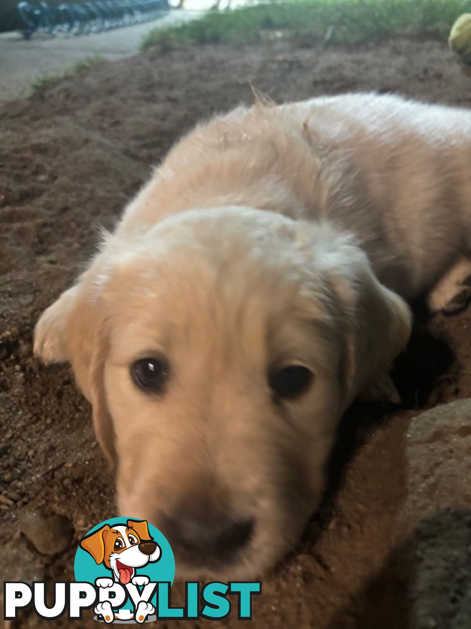 Golden Retriever Puppies