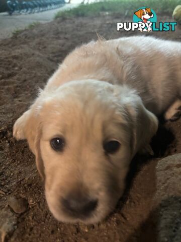 Golden Retriever Puppies