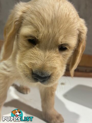 Golden Retriever Puppies