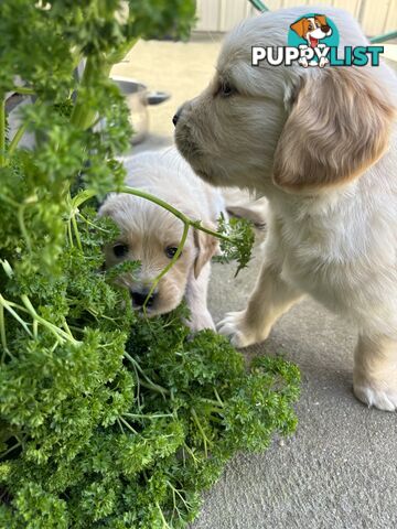 Golden Retriever Puppies