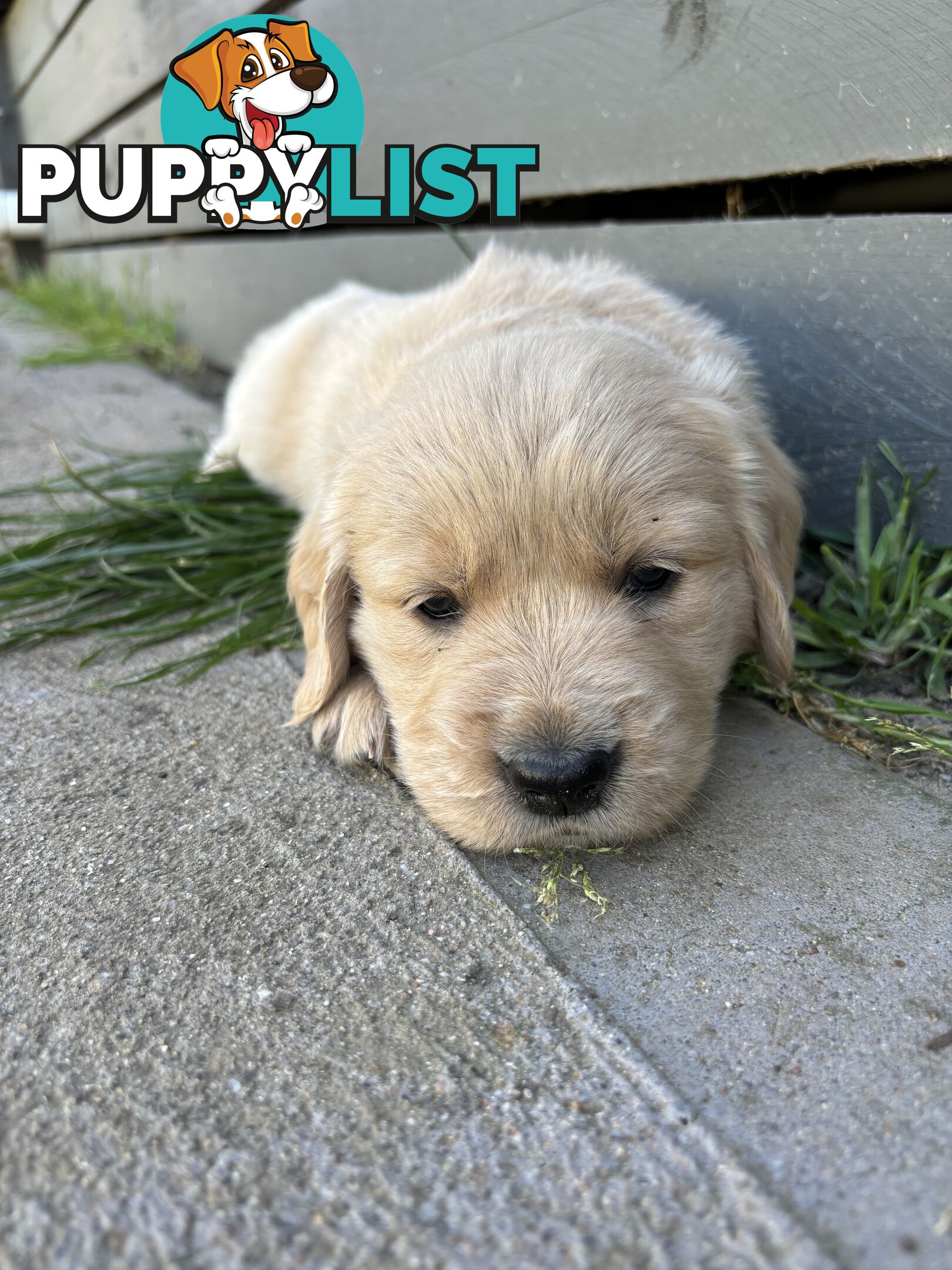 Golden Retriever Puppies