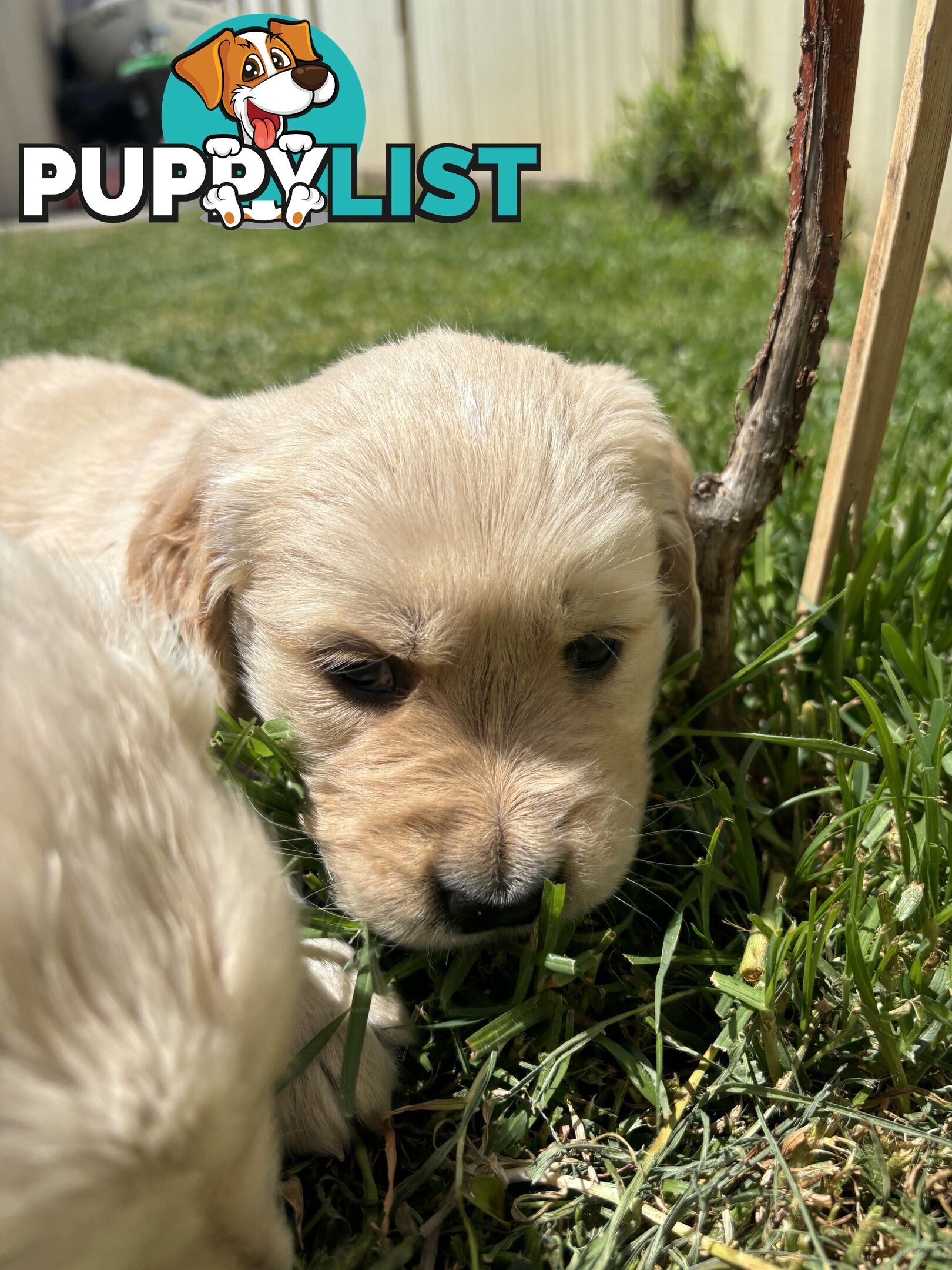 Golden Retriever Puppies