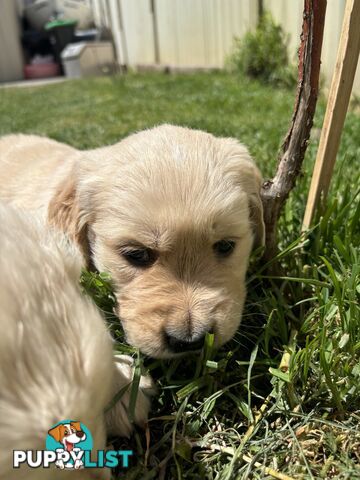 Golden Retriever Puppies