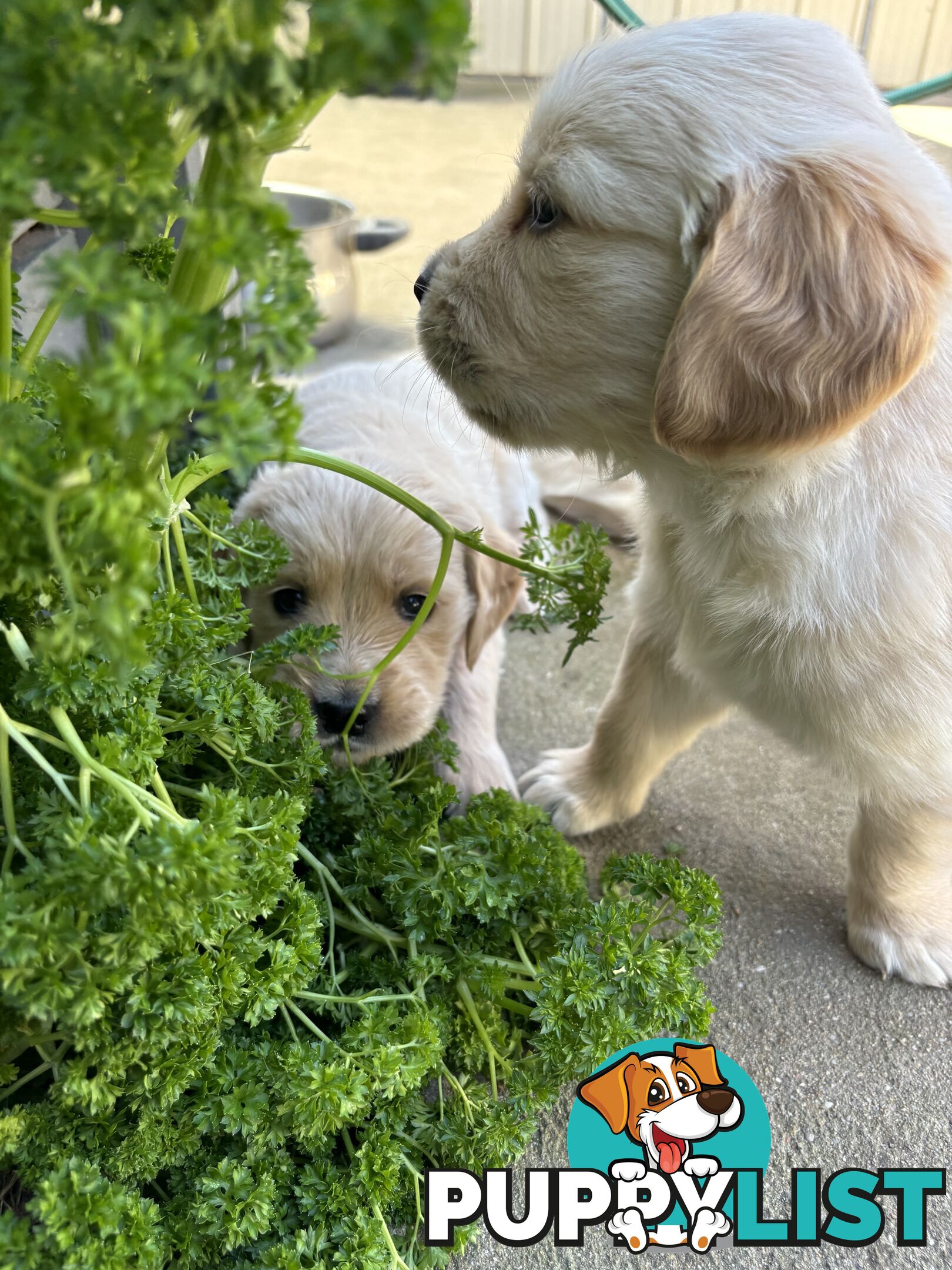 Golden Retriever Puppies