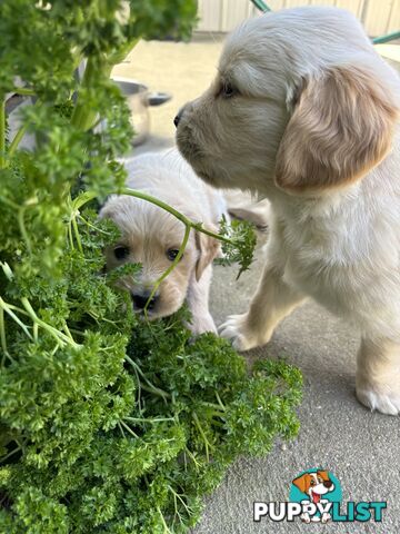 Golden Retriever Puppies