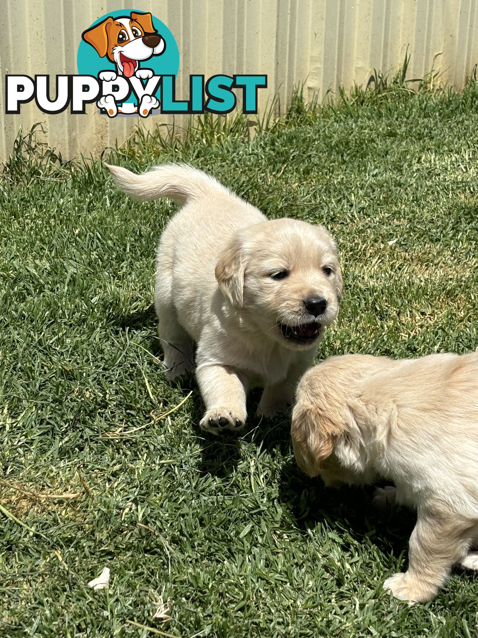 Golden Retriever Puppies