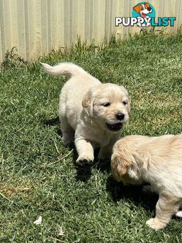 Golden Retriever Puppies