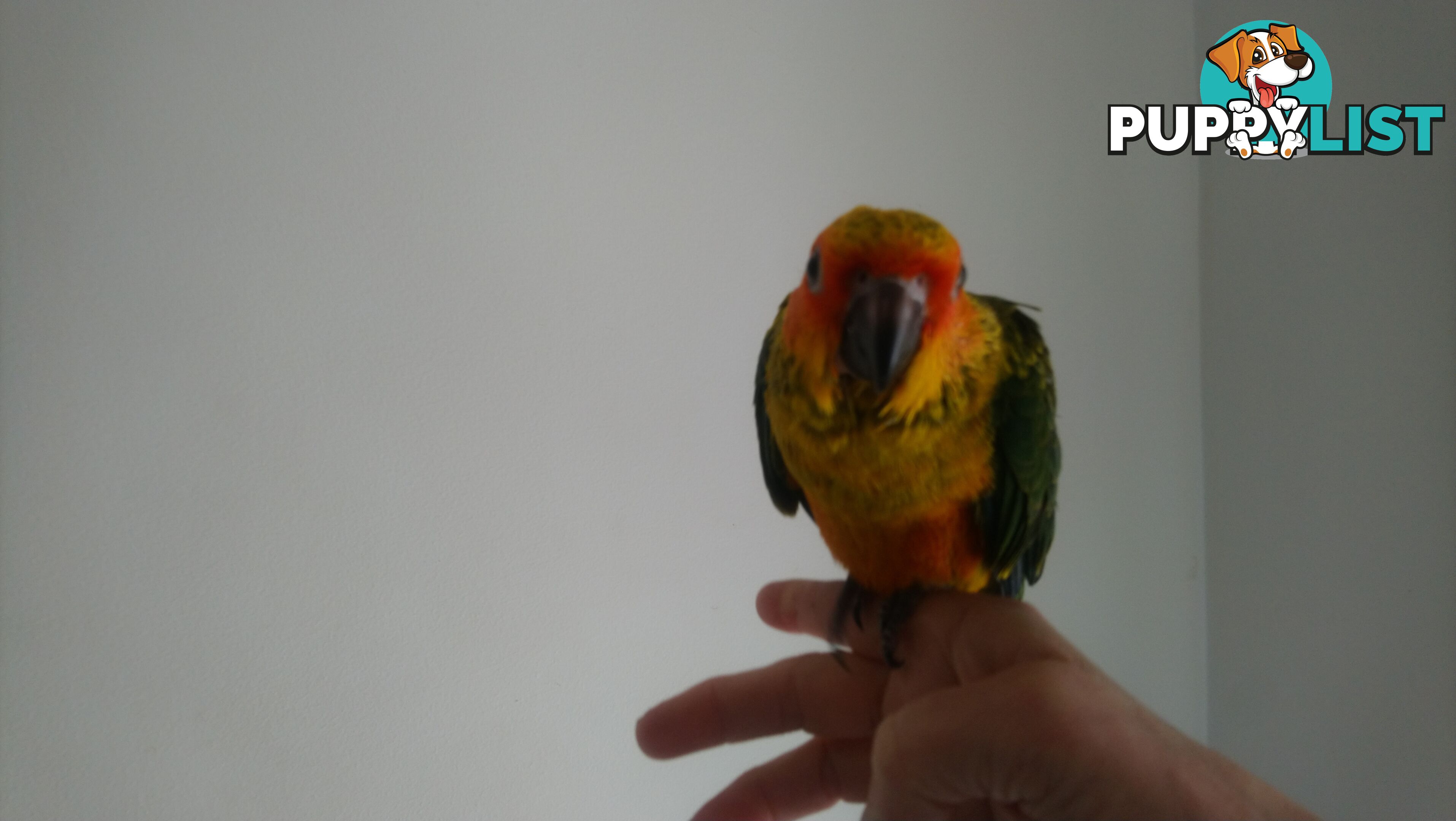 Hand raised sun conures