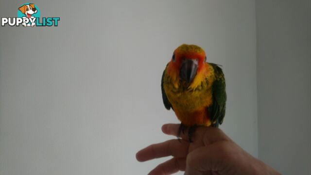 Hand raised sun conures