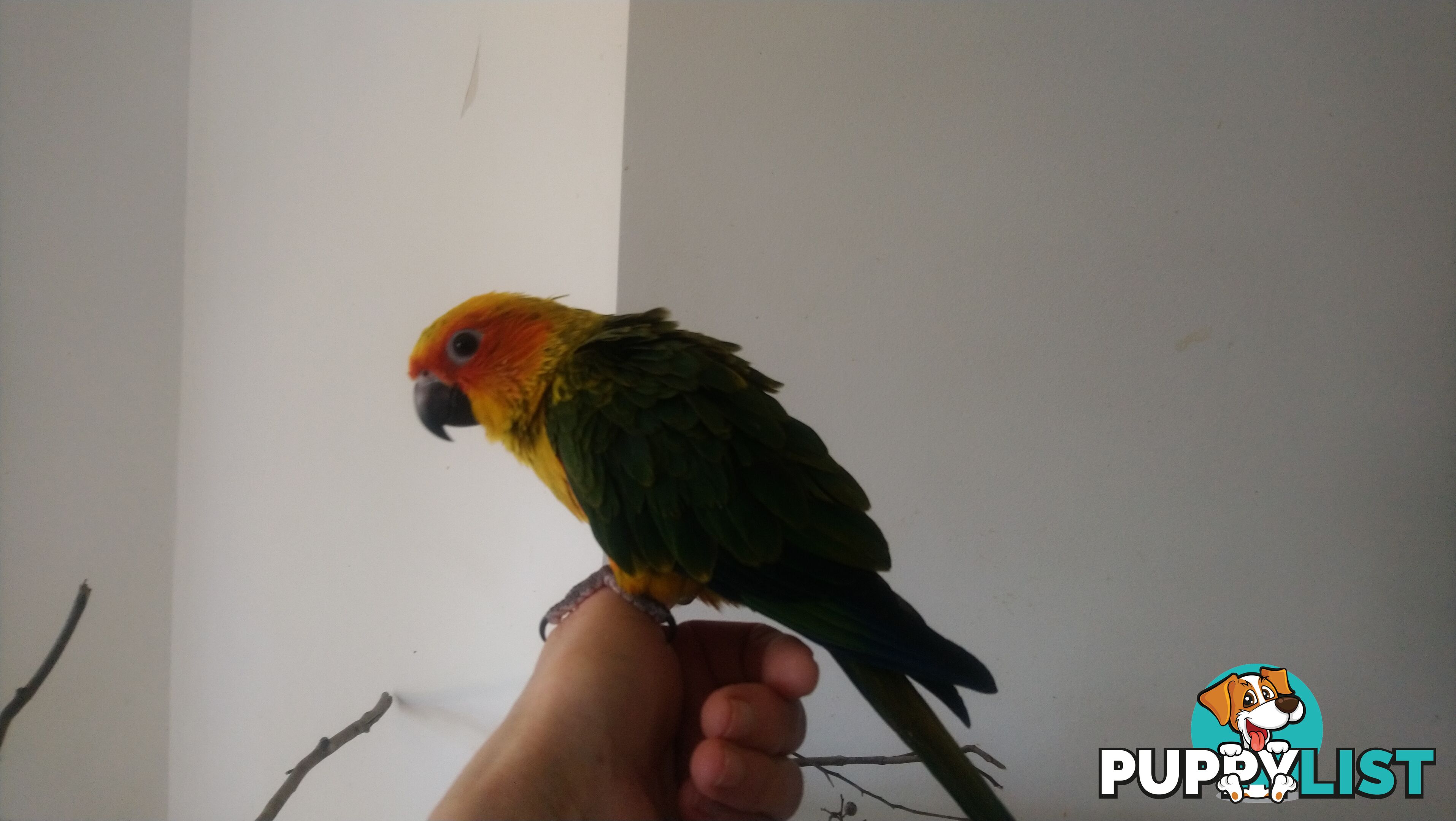 Hand raised sun conures