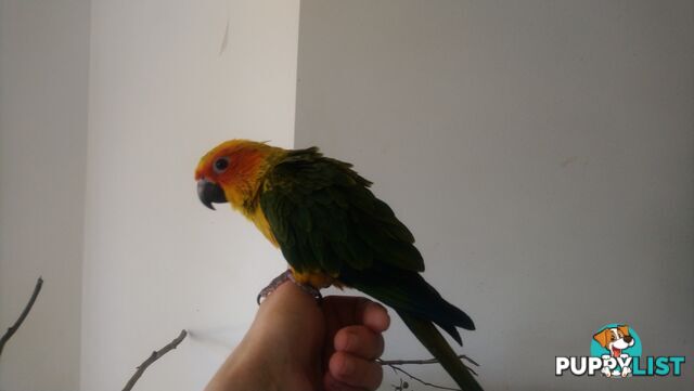 Hand raised sun conures