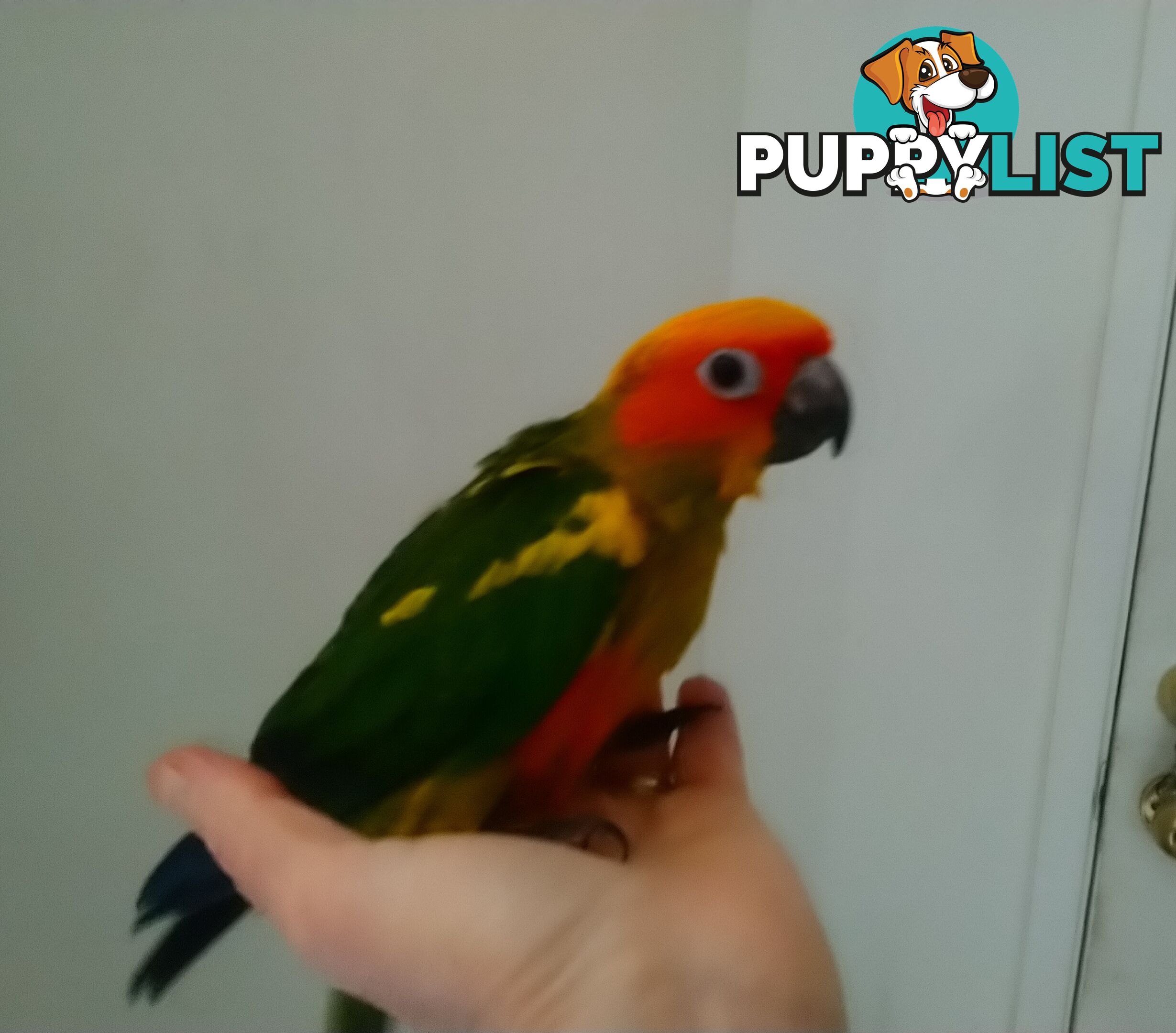 Hand raised sun conures