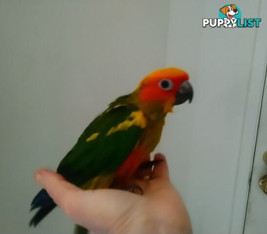 Hand raised sun conures