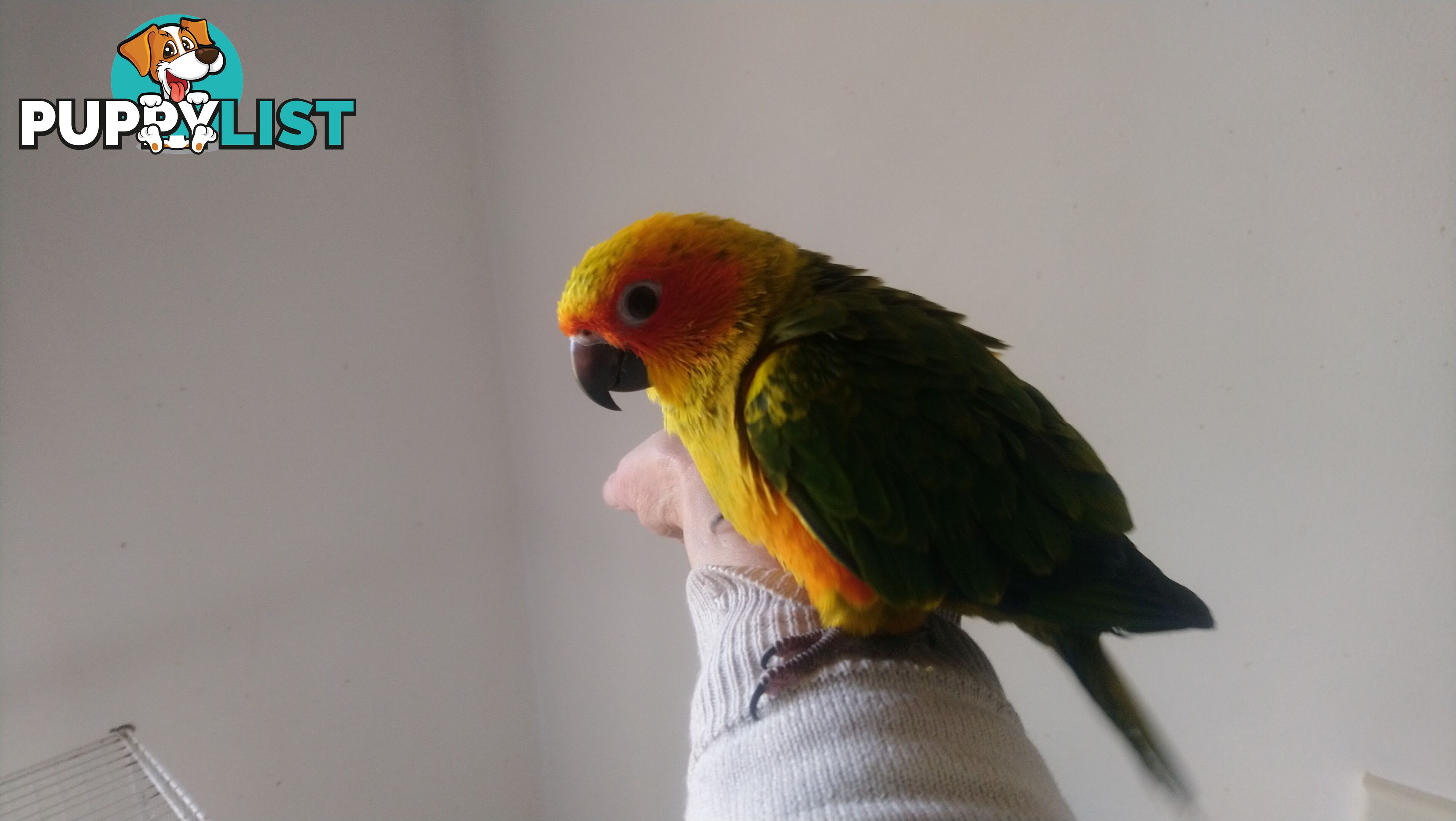 Hand raised sun conures