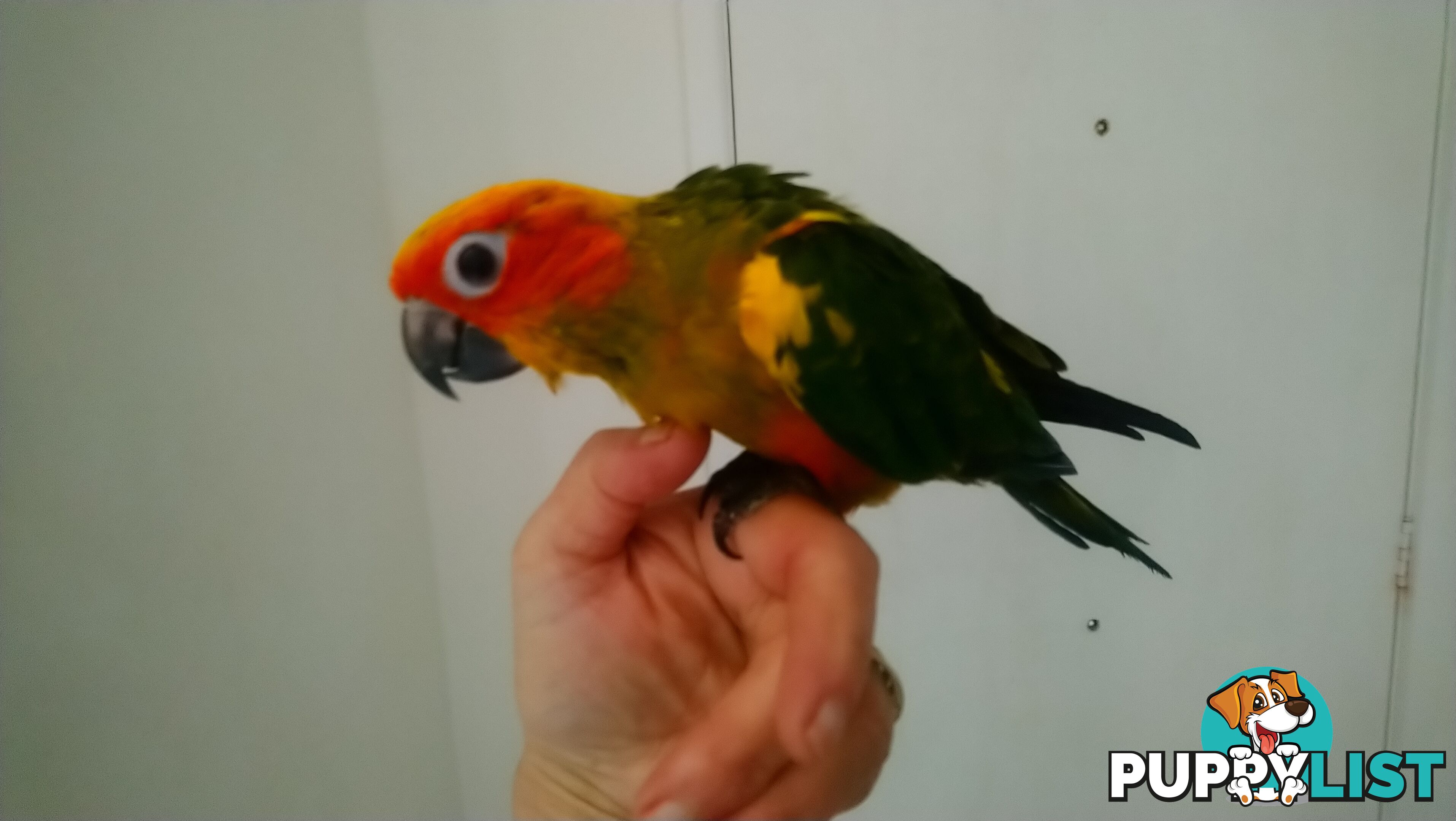 Hand raised sun conures