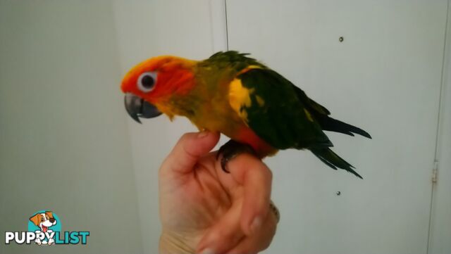 Hand raised sun conures