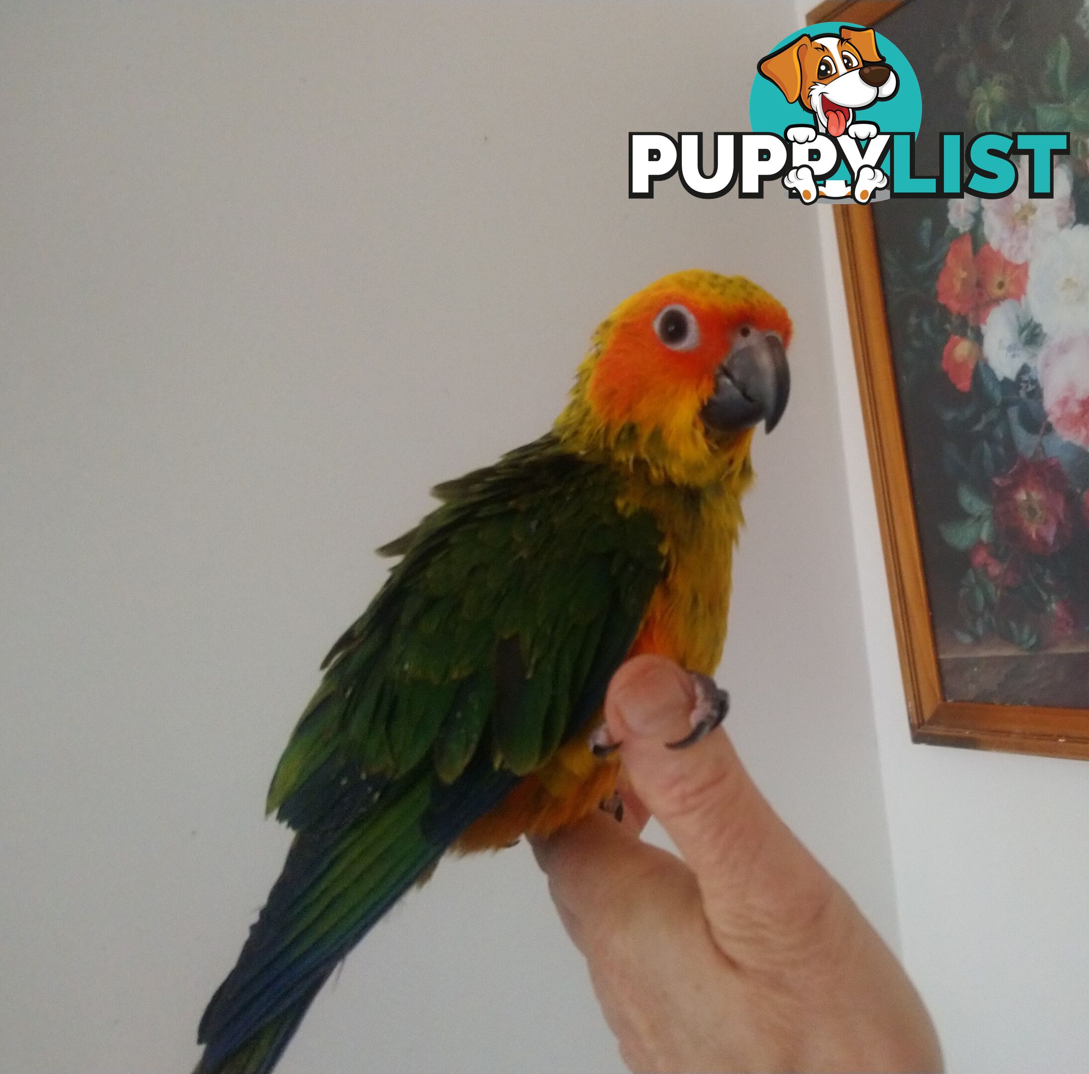 Hand raised sun conures