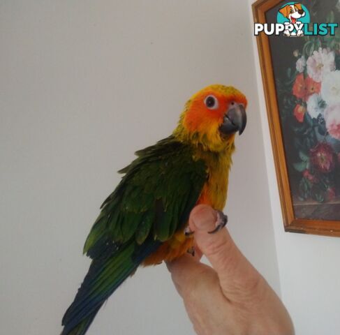 Hand raised sun conures