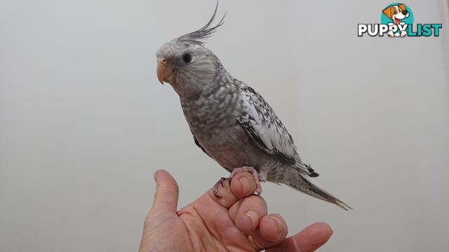 Cockatiels hand raised