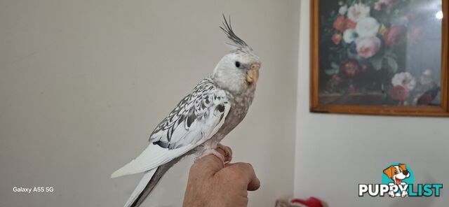 Cockatiels hand raised