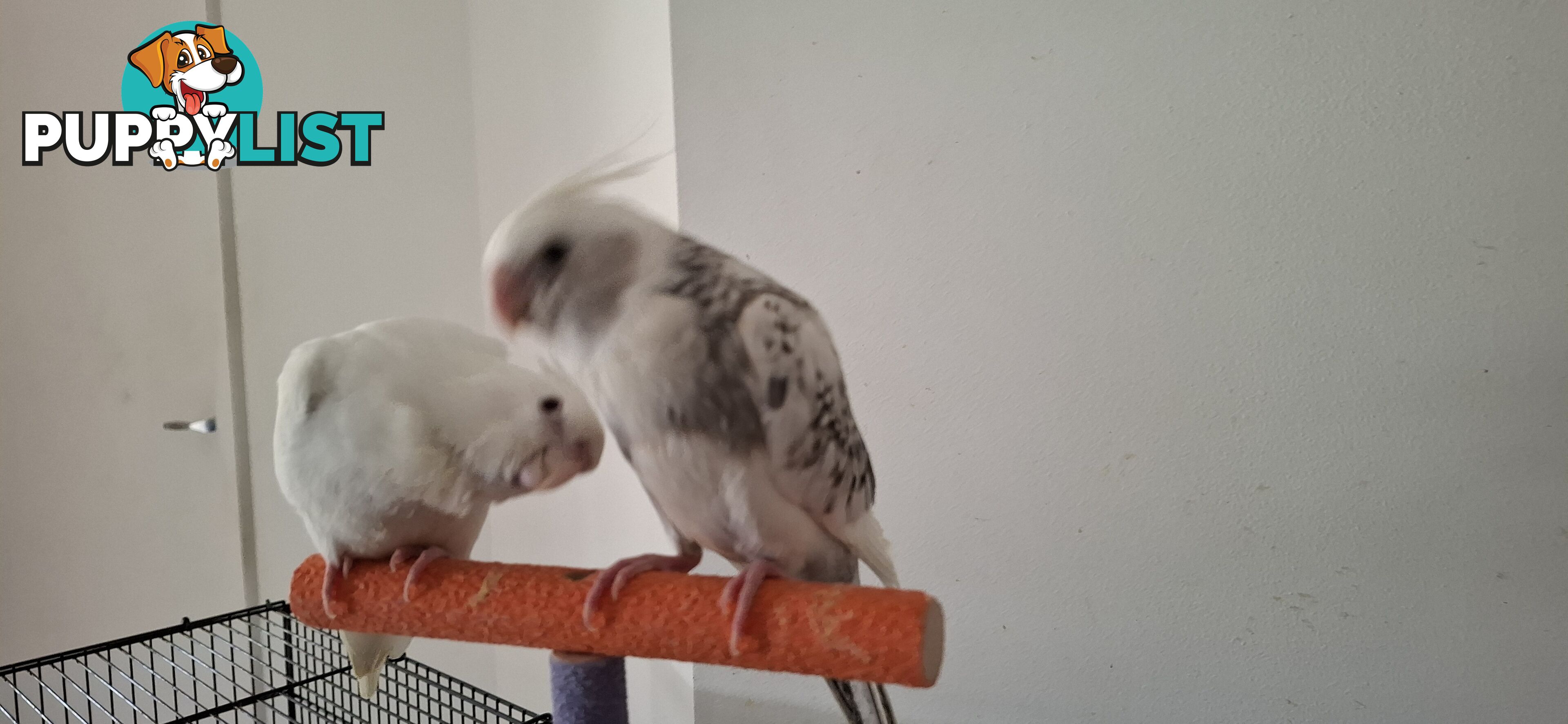 Hand raised cockatiels