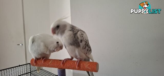 Hand raised cockatiels