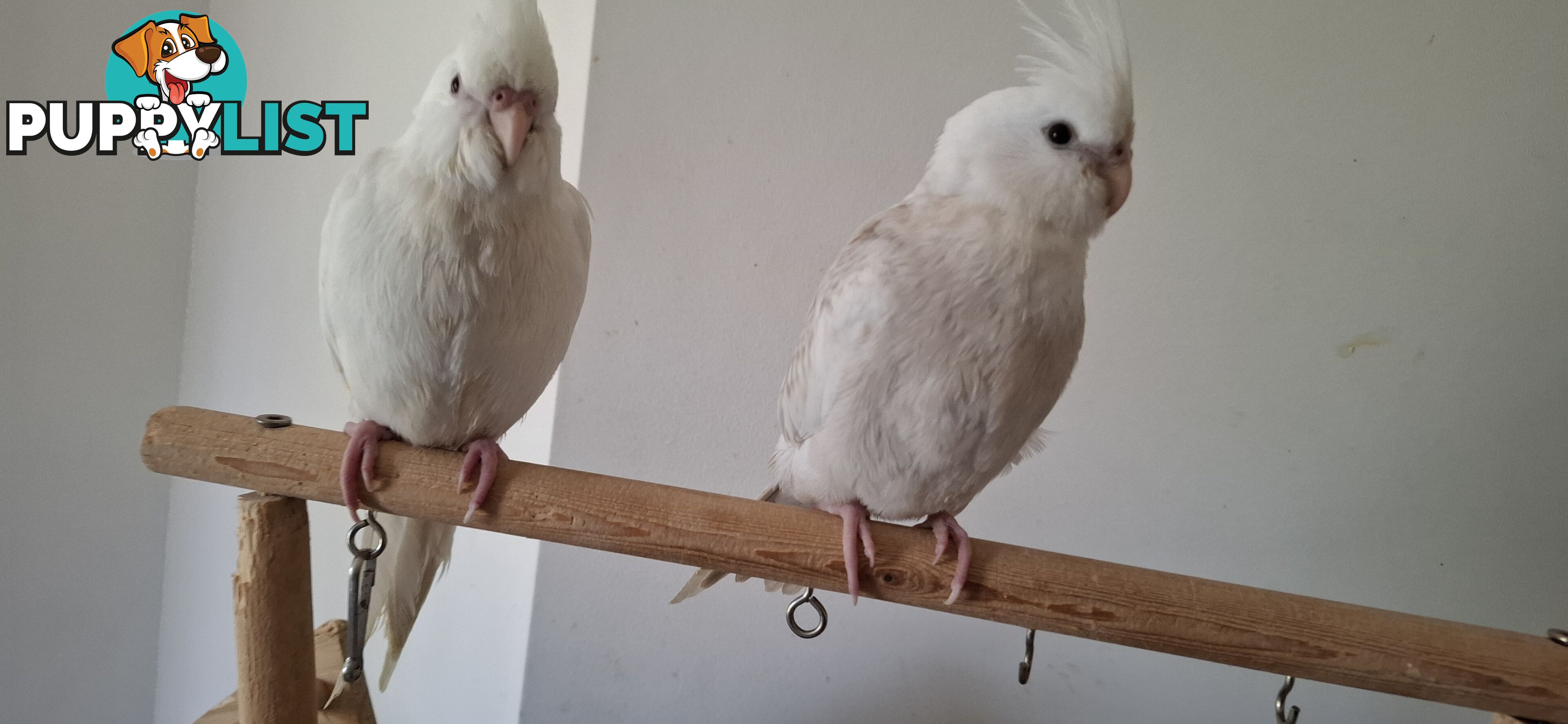 Hand raised cockatiels