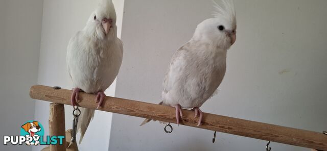 Hand raised cockatiels