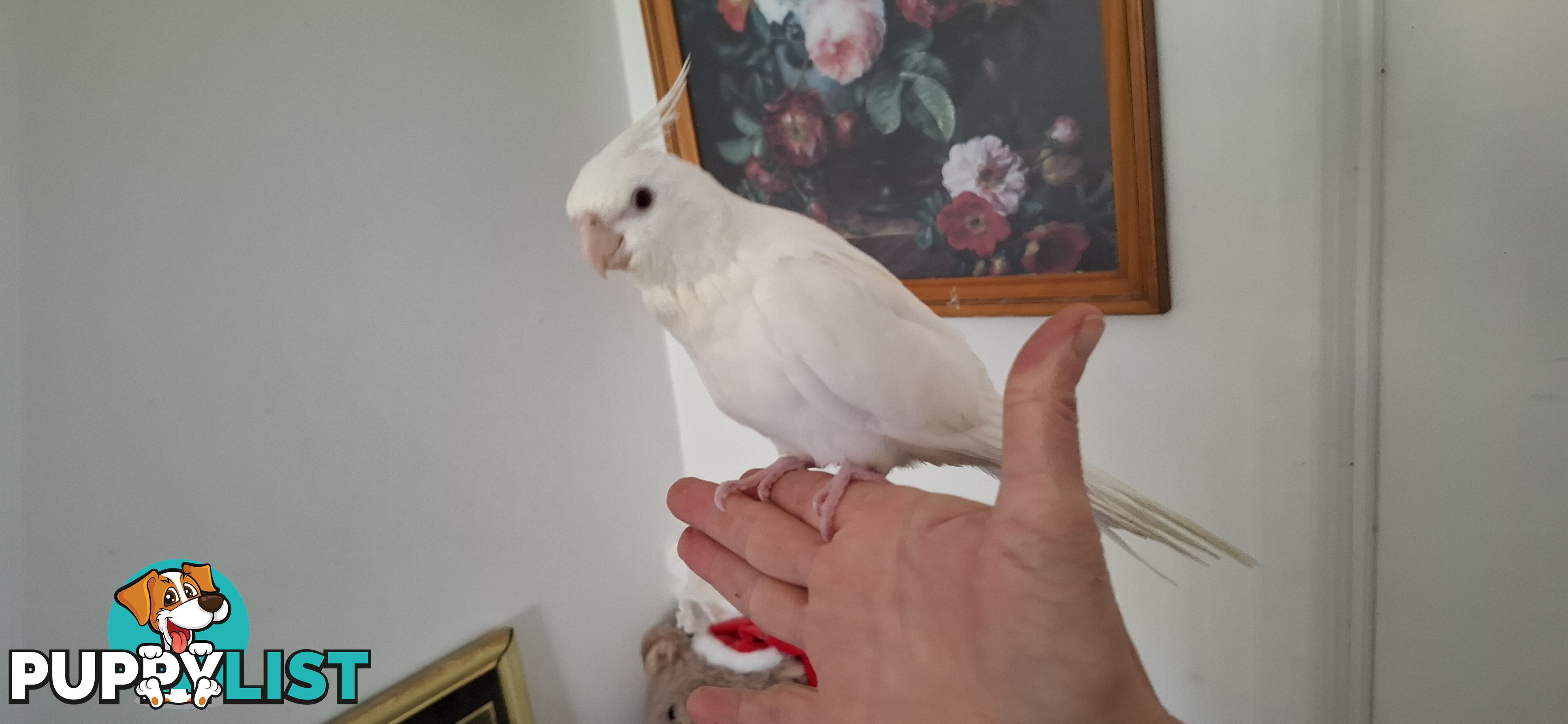 Hand raised cockatiels