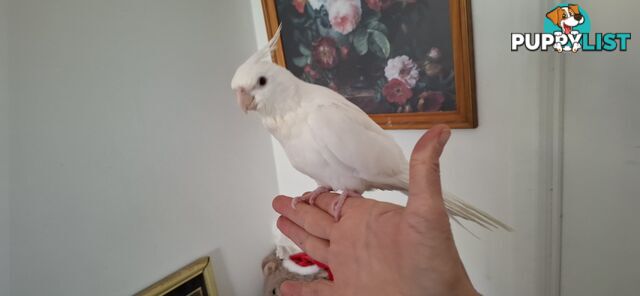 Hand raised cockatiels