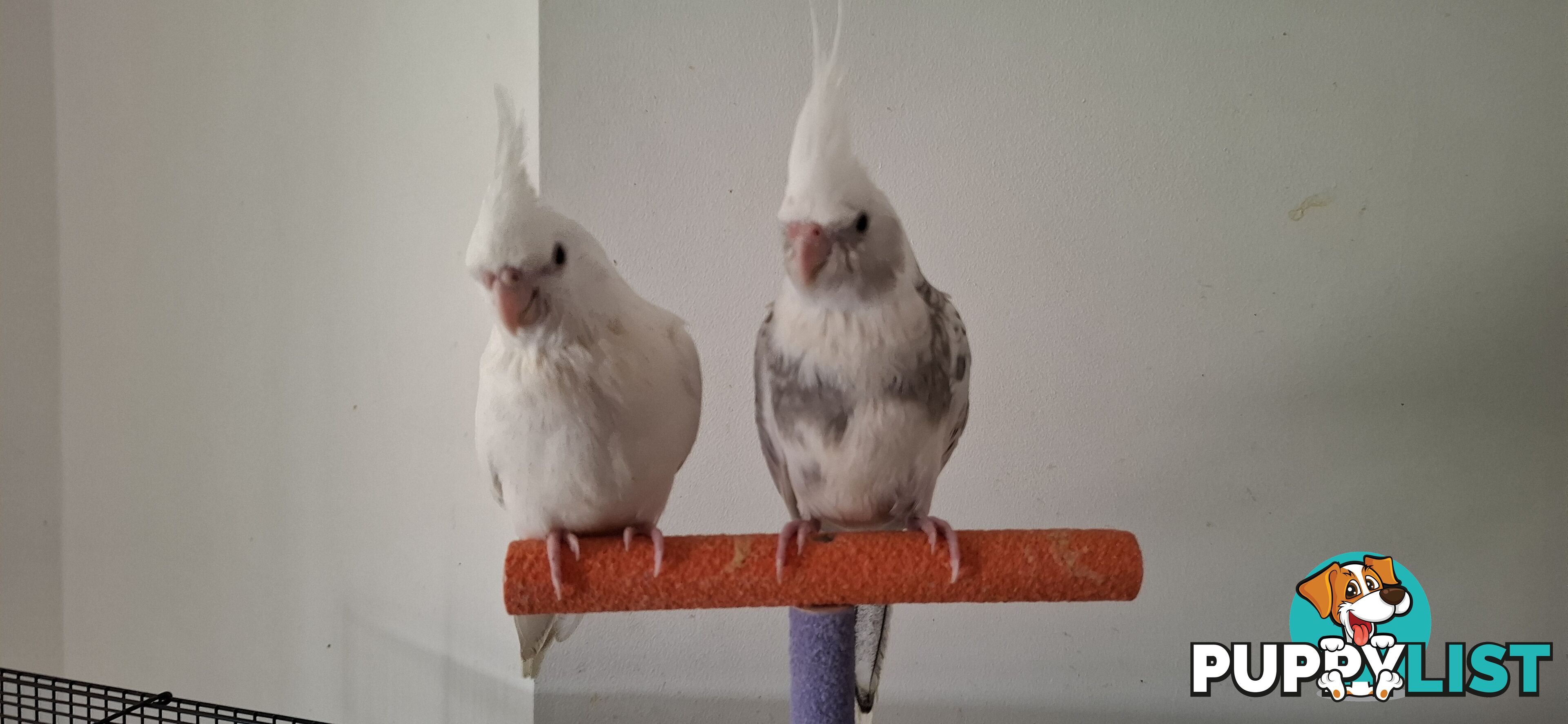 Hand raised cockatiels