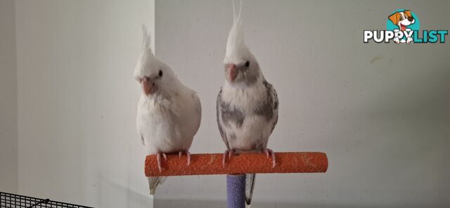 Hand raised cockatiels