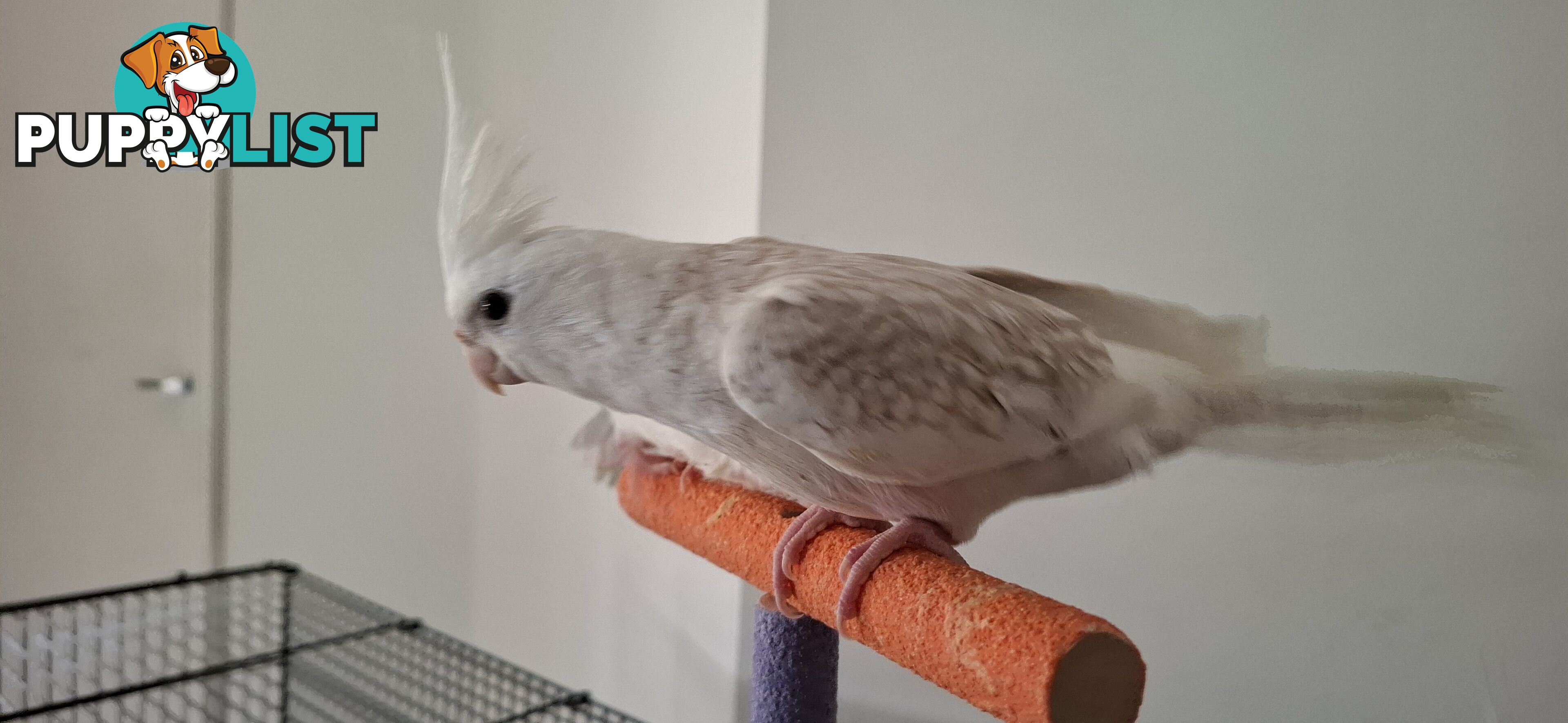 Hand raised cockatiels